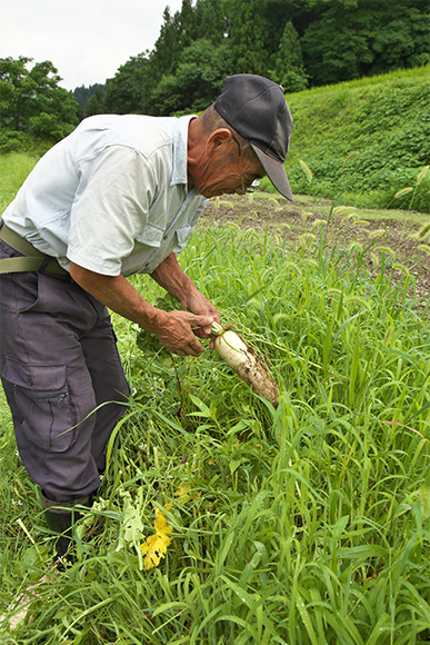 大根の収穫1